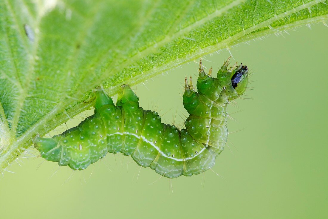 Autographa sp. caterpillar