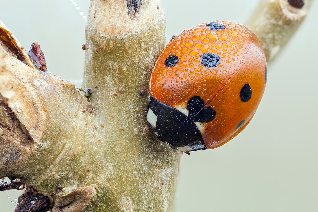 Seven spot ladybird