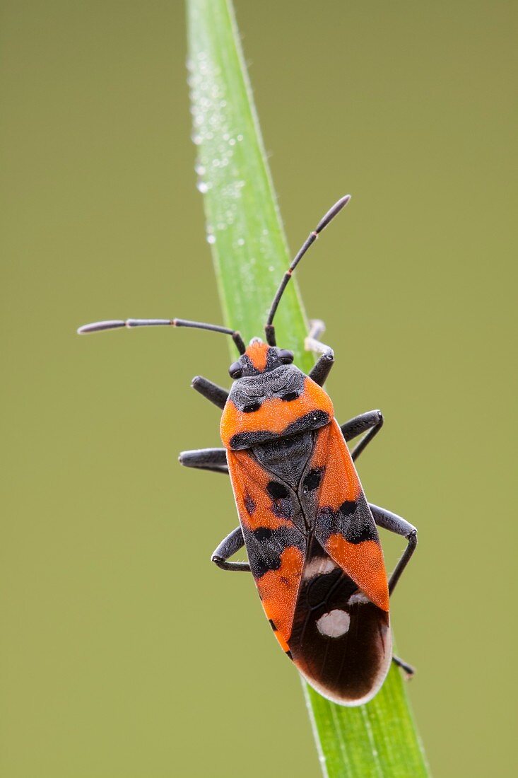 Black-and-red-bug