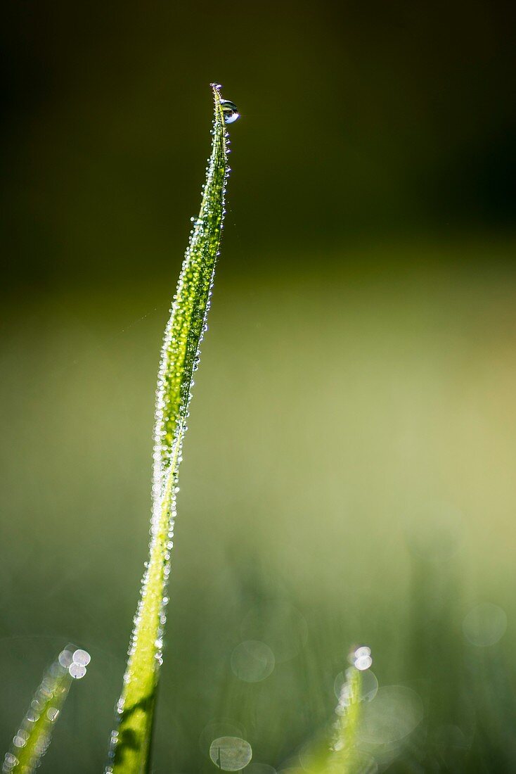 Dew-covered grass