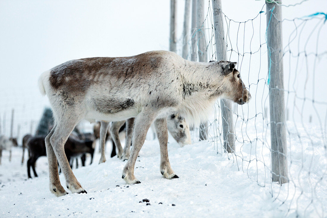 Reindeer,Sweden