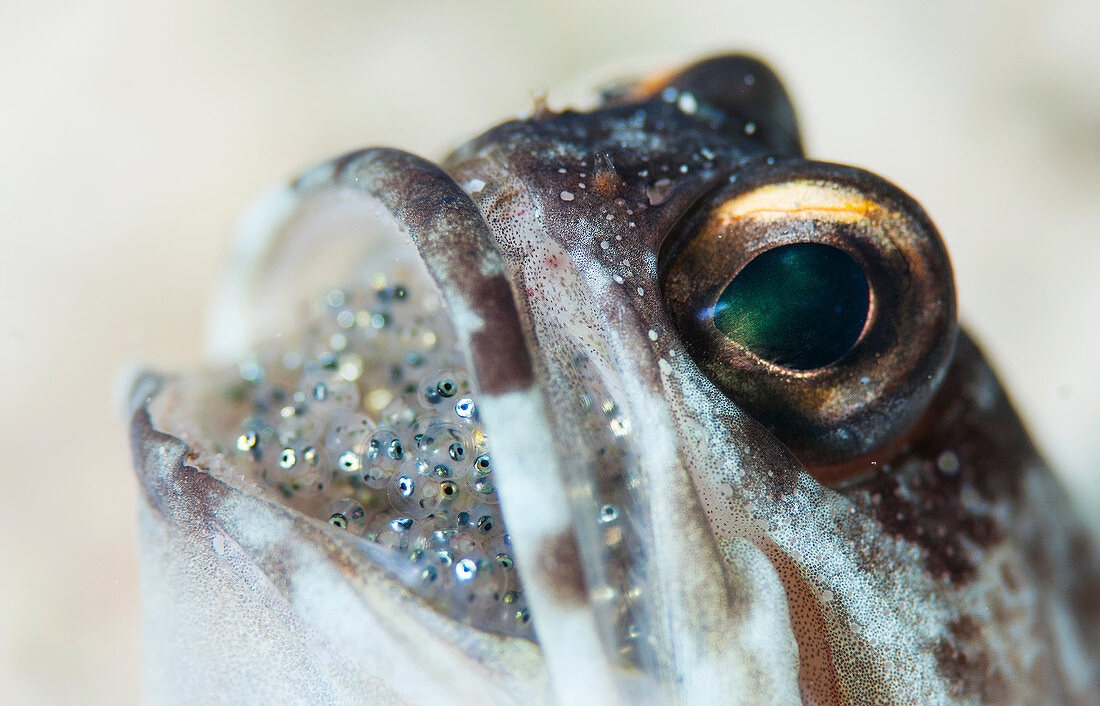 Jawfish brooding eggs in mouth