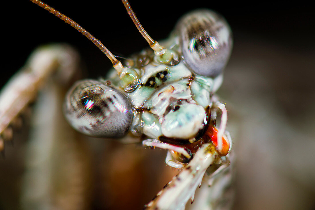 Head of a Theopompa mantis