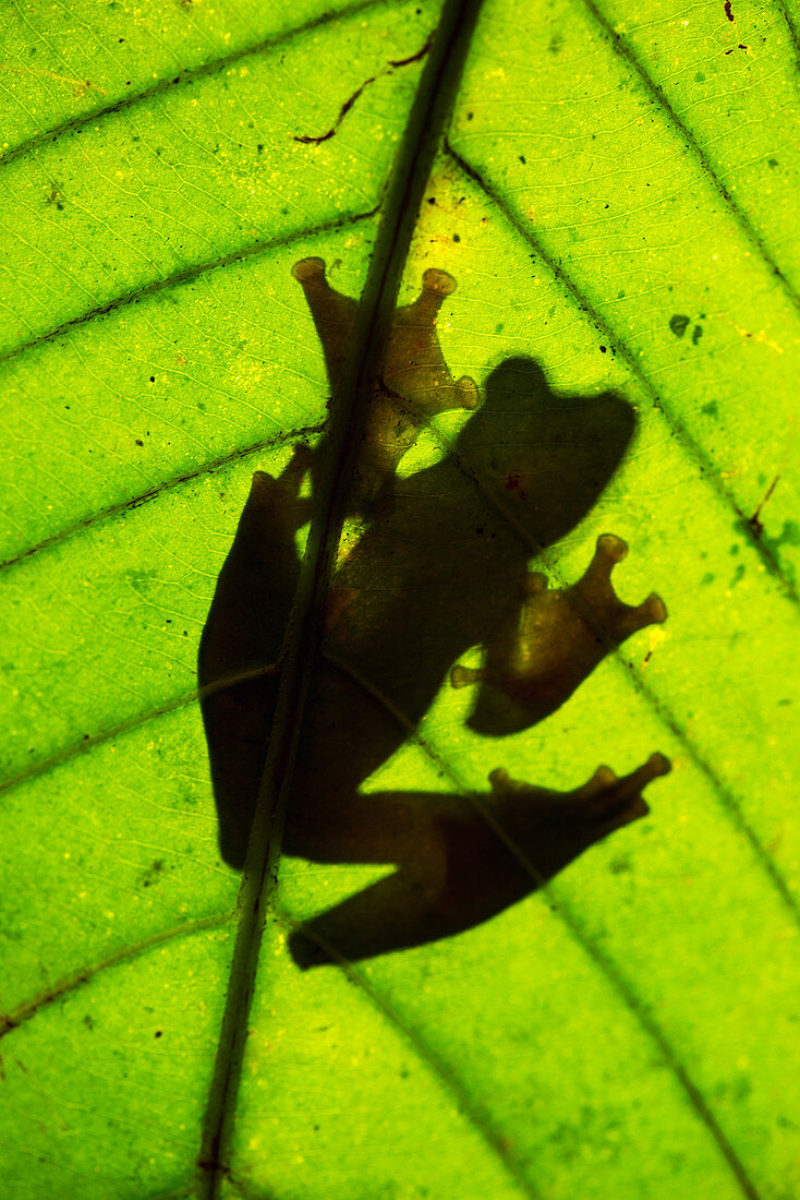 Harlequin tree frog