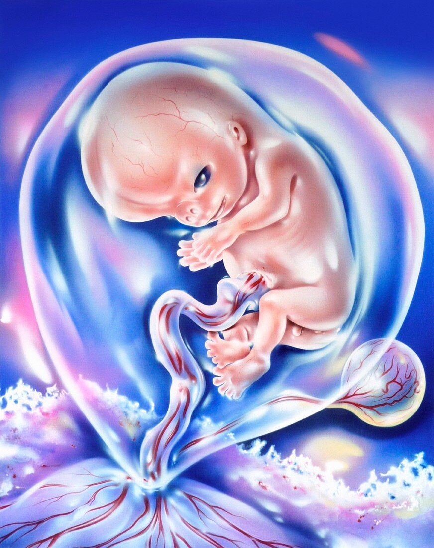Developing human foetus,illustration