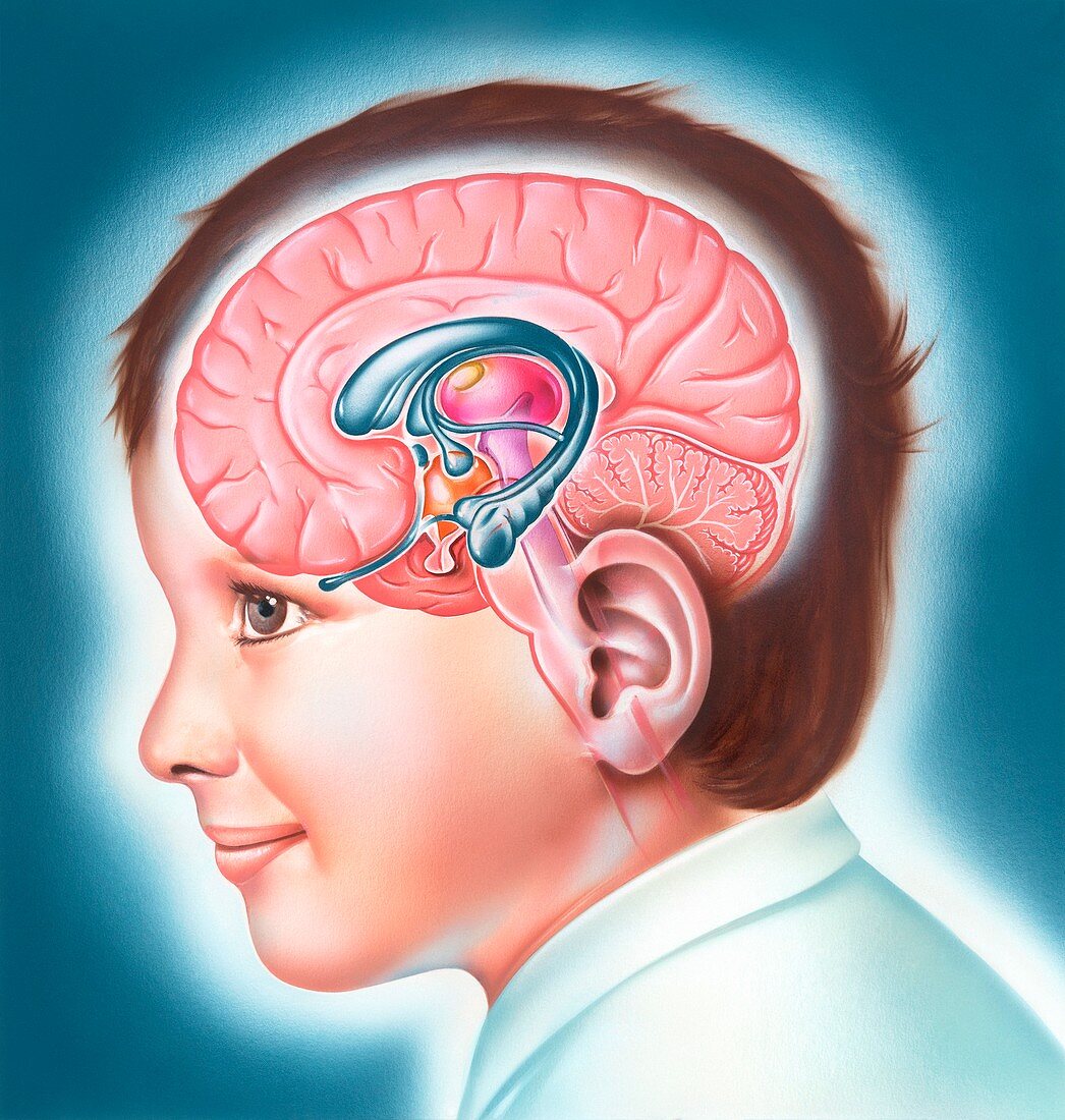 Child's limbic system,illustration