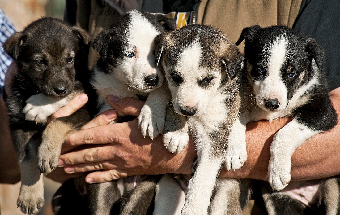 Alaskan husky puppies