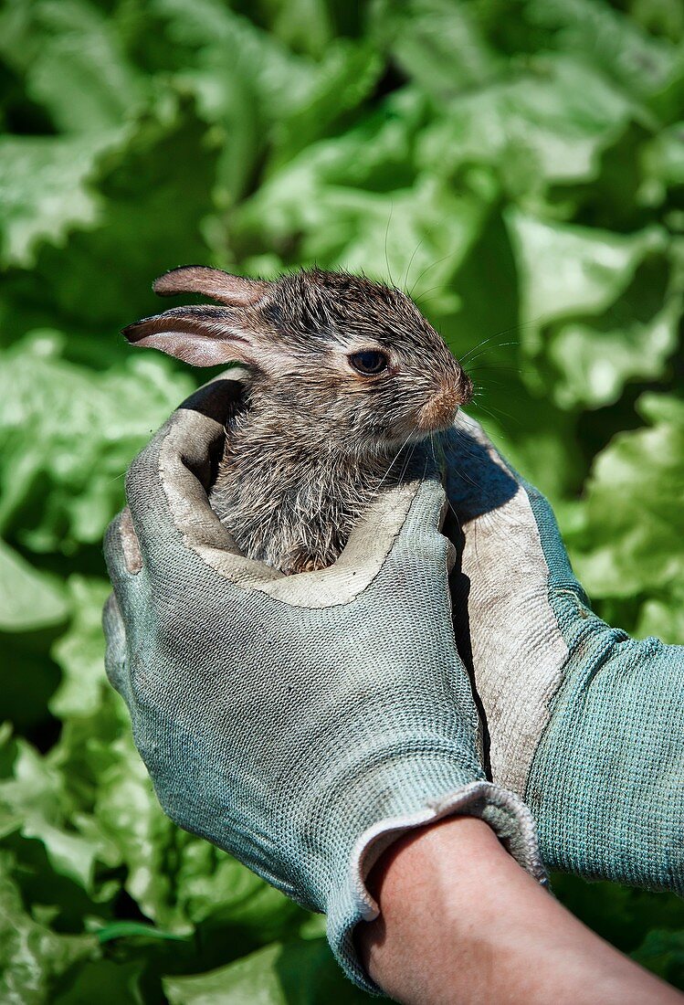 Rabbit in lettuce patch