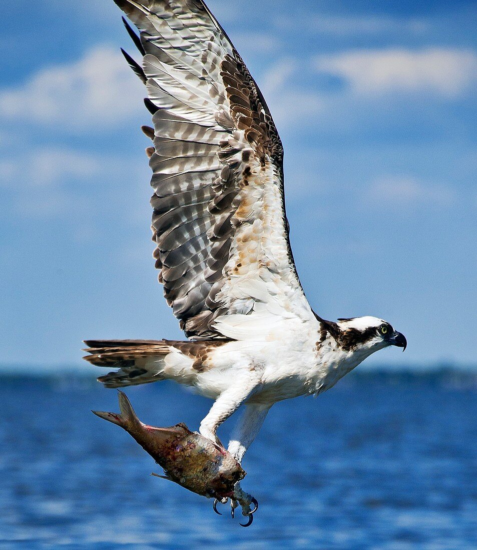 Osprey and catch