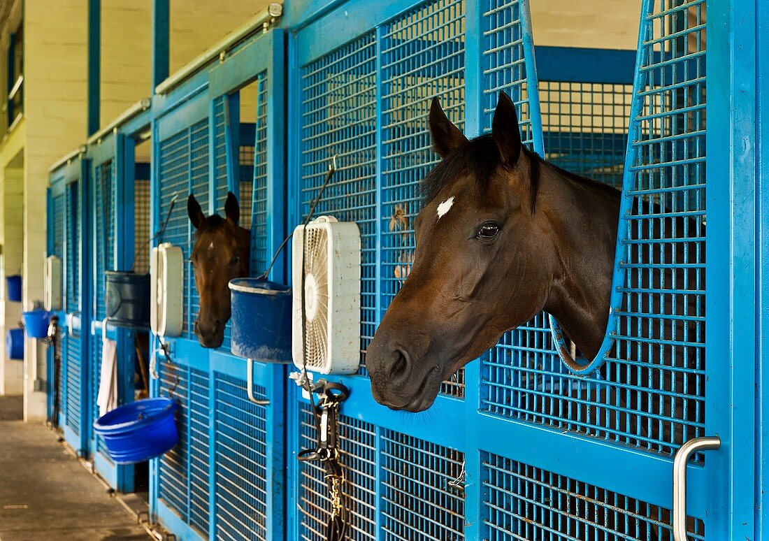 Race horses in stables