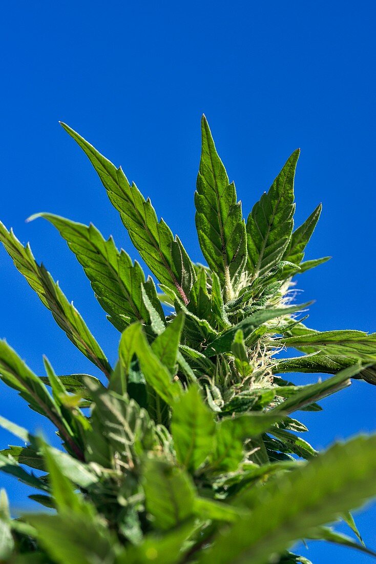 Budding cannabis (Cannabis sativa) plant