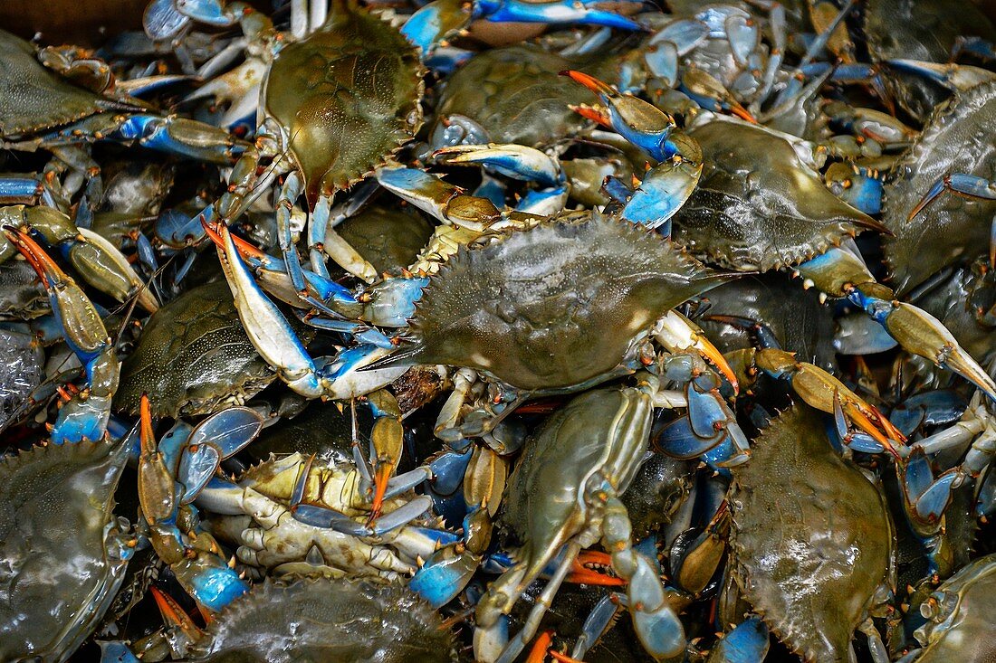Atlantic blue crabs at a market