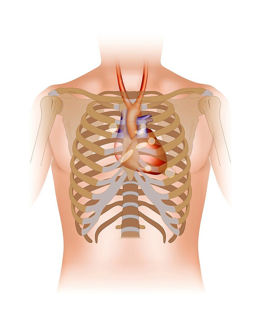 Cardiac auscultatory areas,illustration