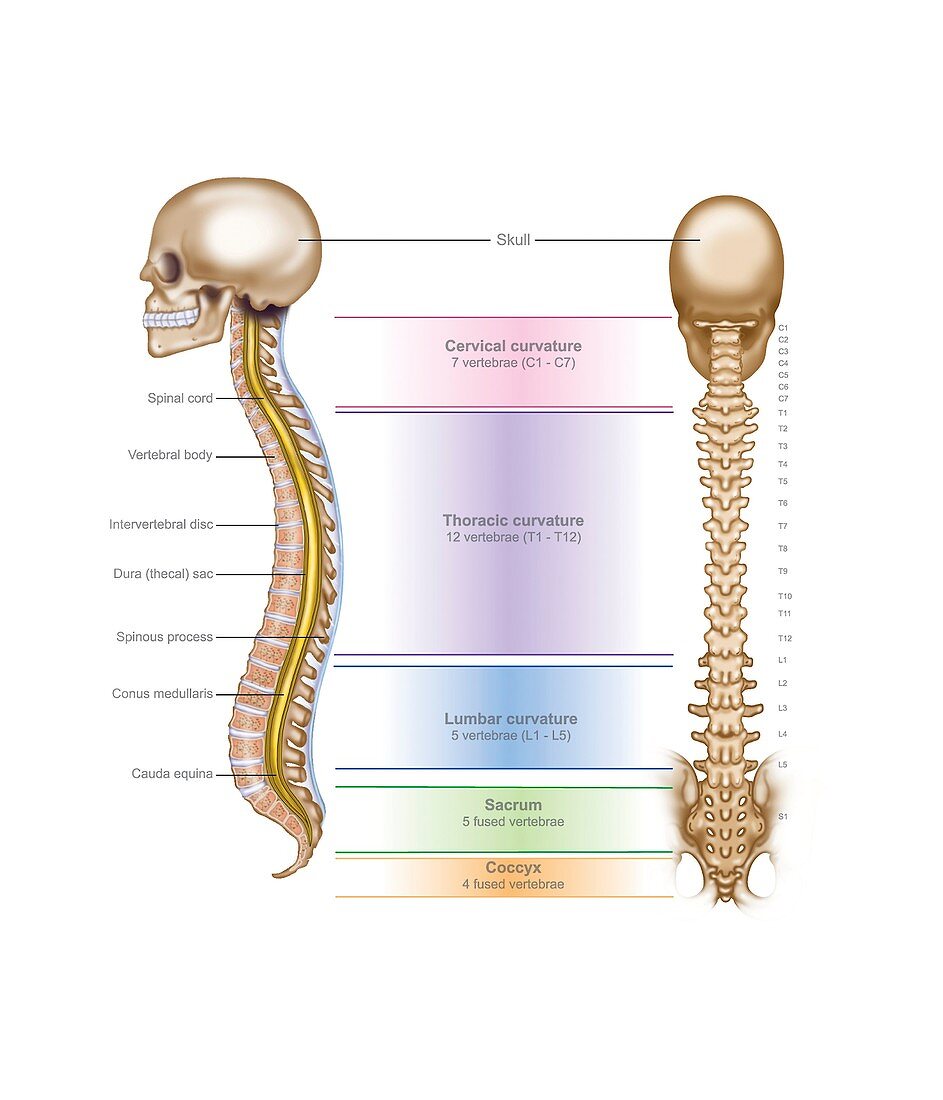 Spinal anatomy,illustration