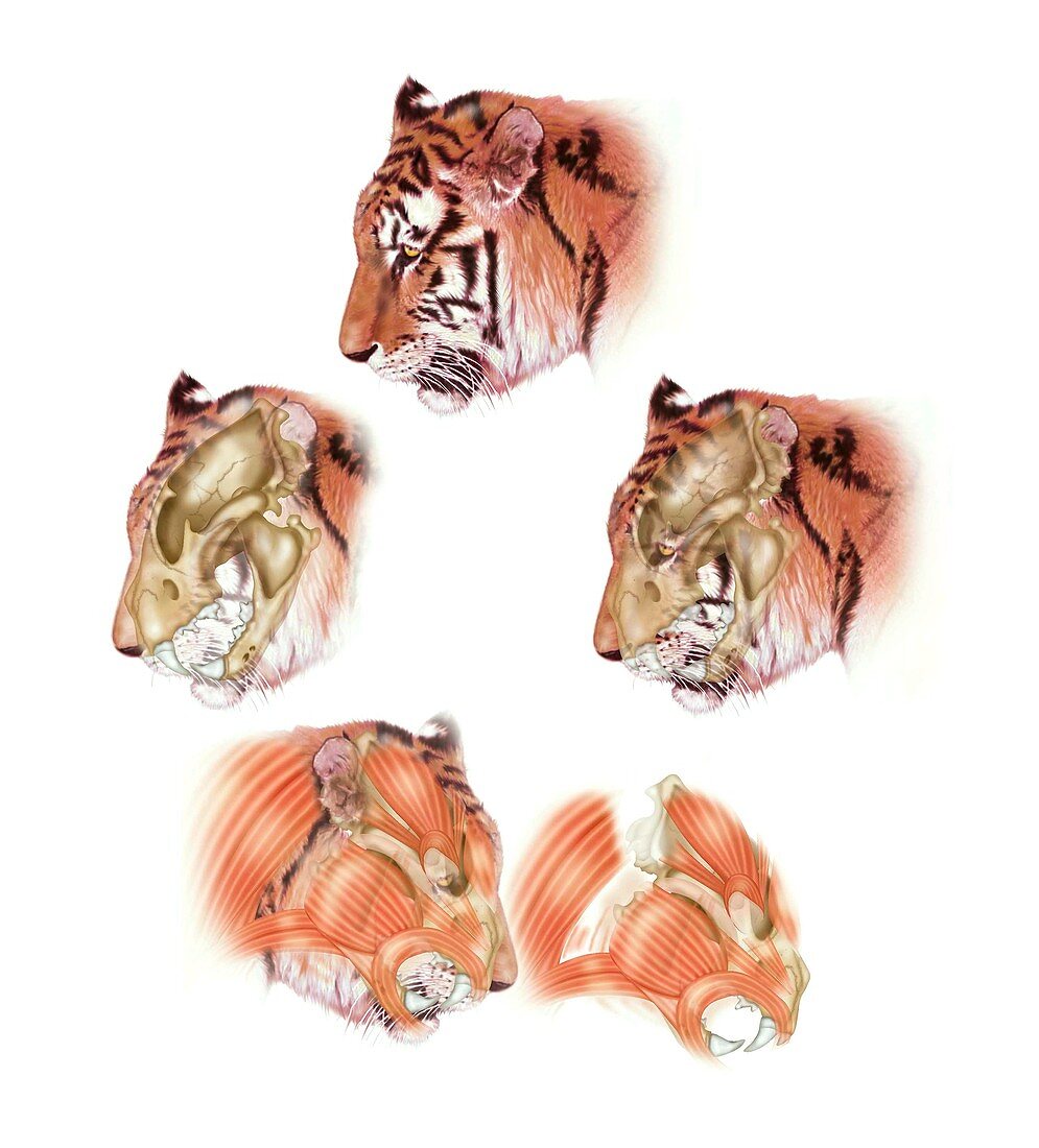 Tiger head anatomy,illustration