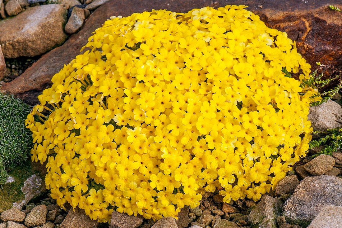 Dionysia aretioides 'Bevere'