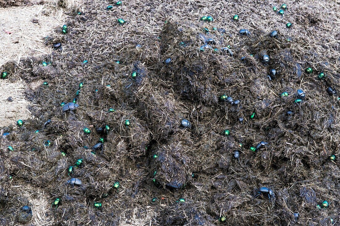 Dung beetles on a white rhino midden