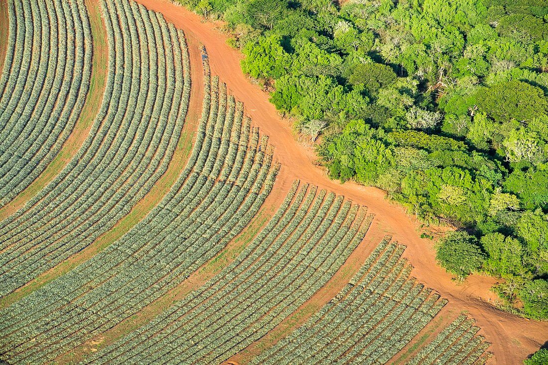Aerial view of pineapple plantations