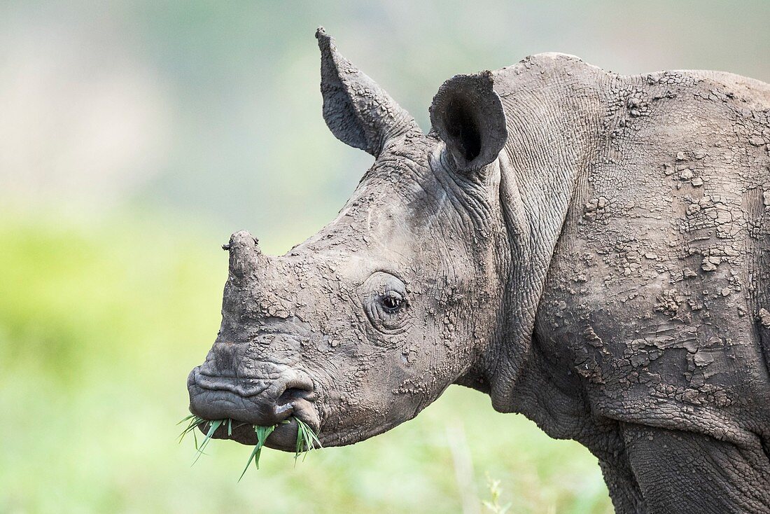 White rhino calf with grass in its mouth
