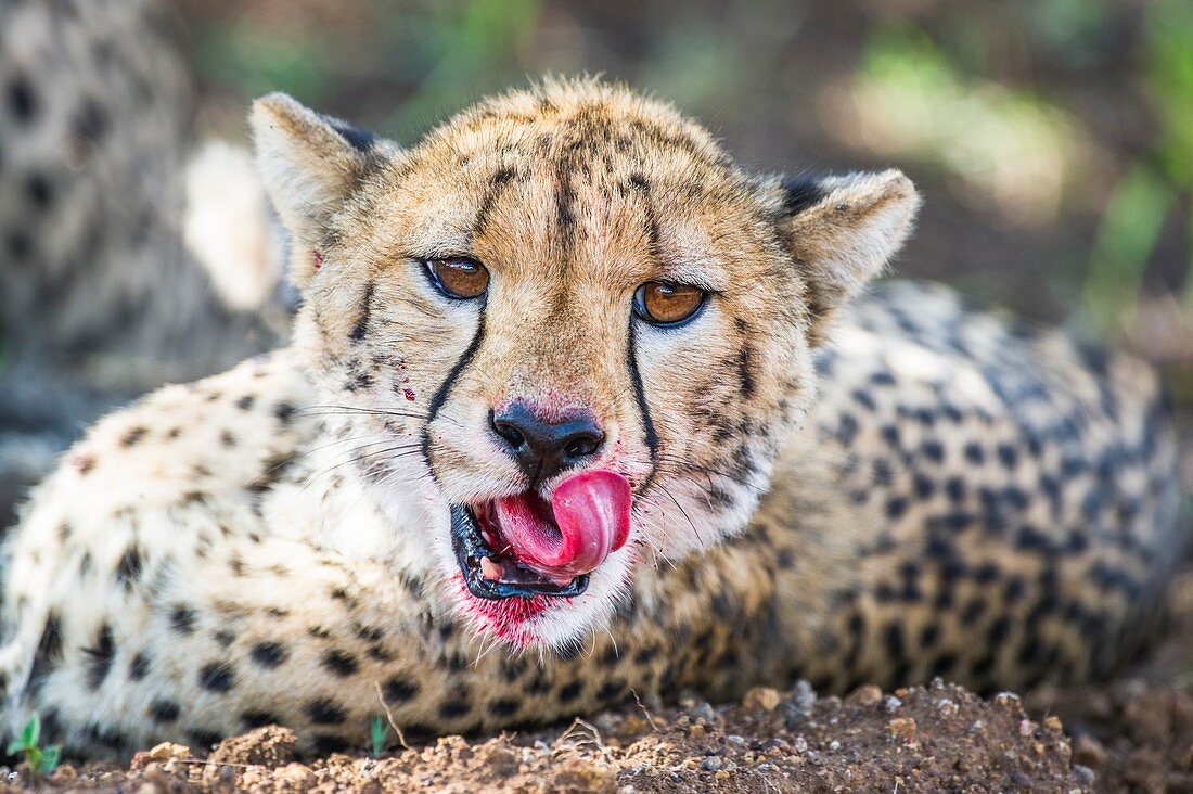 Cheetah licking its bloody lips