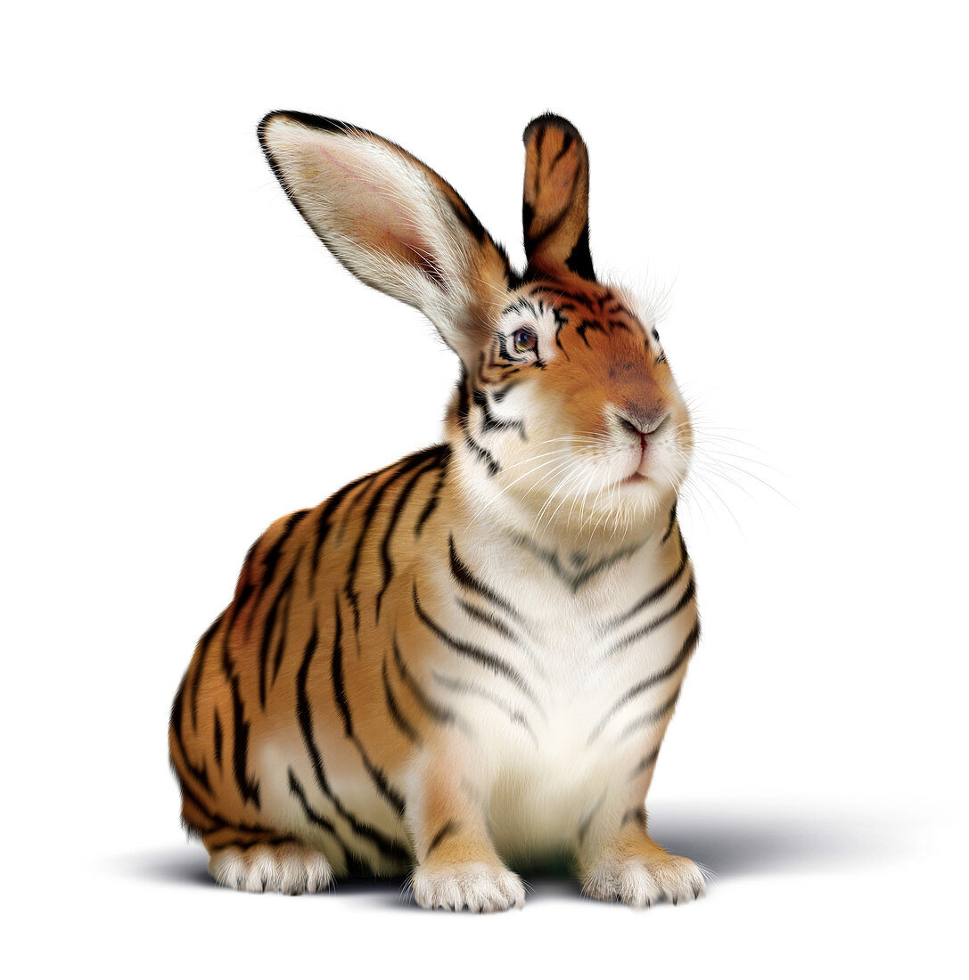 Tiger-rabbit,conceptual image