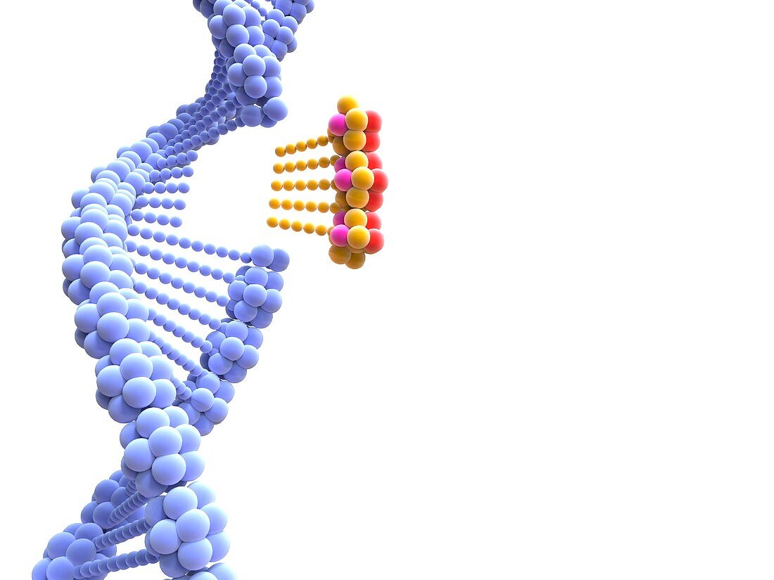 CRISPR-Cas9 gene editing,illustration