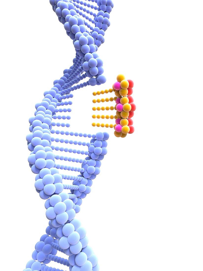 CRISPR-Cas9 gene editing,illustration