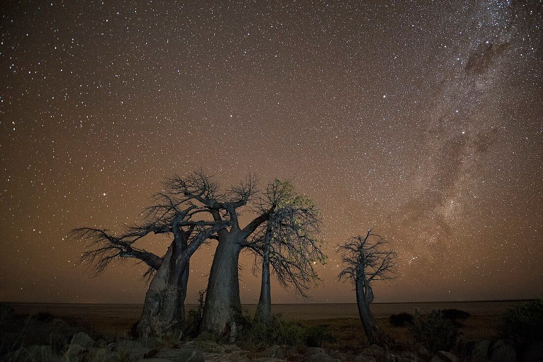 Milky way over Baobab trees