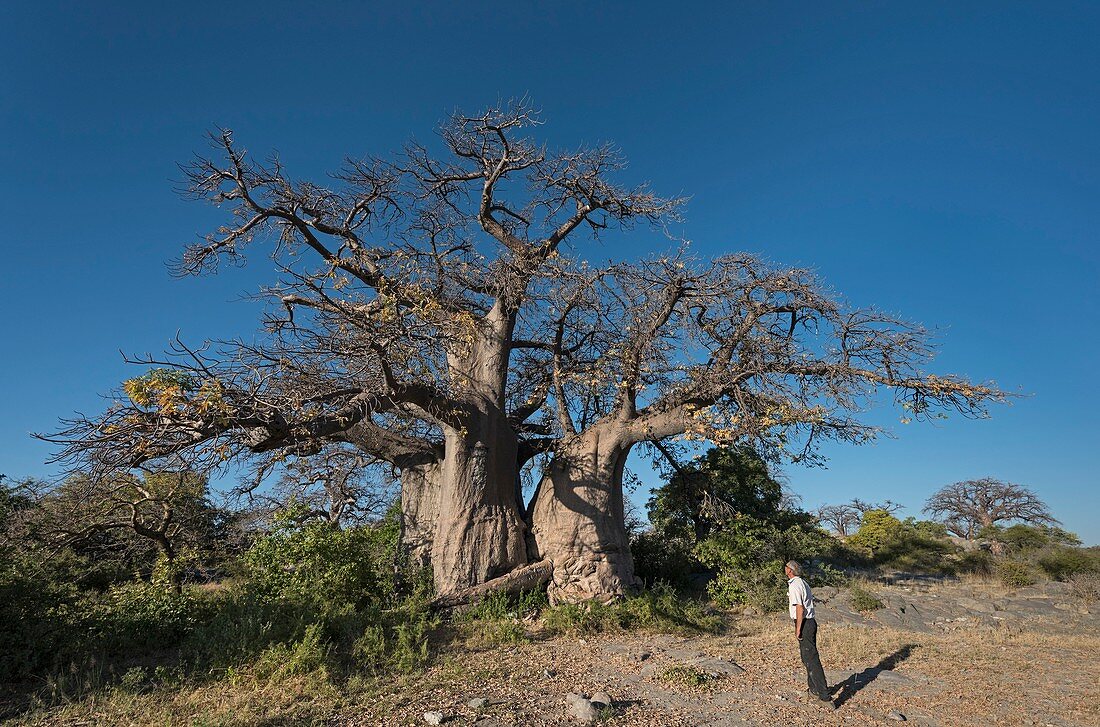 Baobab tree,Kubu Island,Botswana