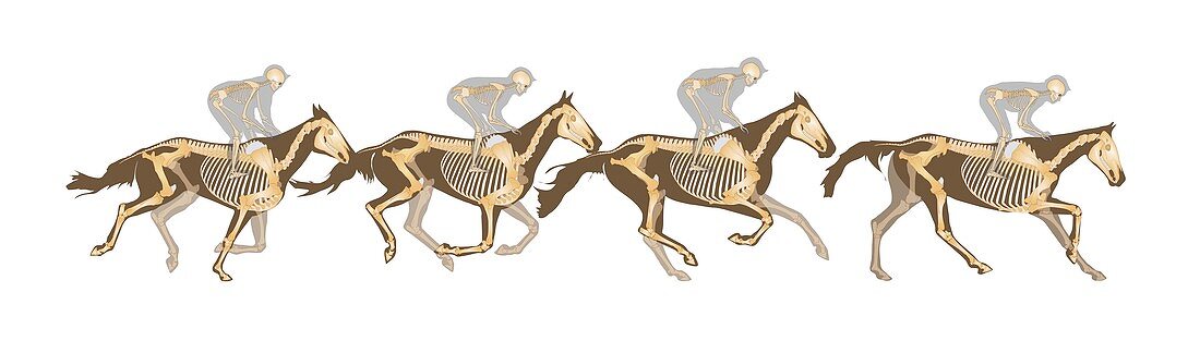 Race horse and jockey,anatomical artwork