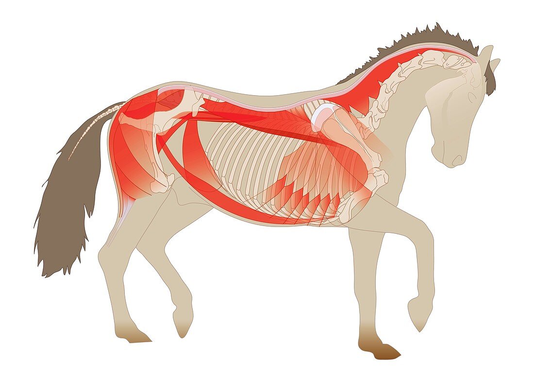 Horse anatomy,illustration