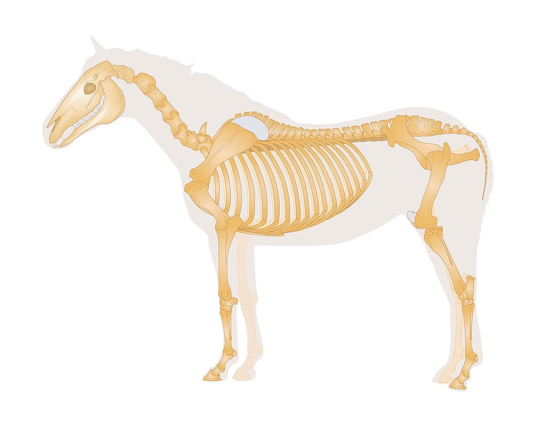 Equine skeletal system,illustration