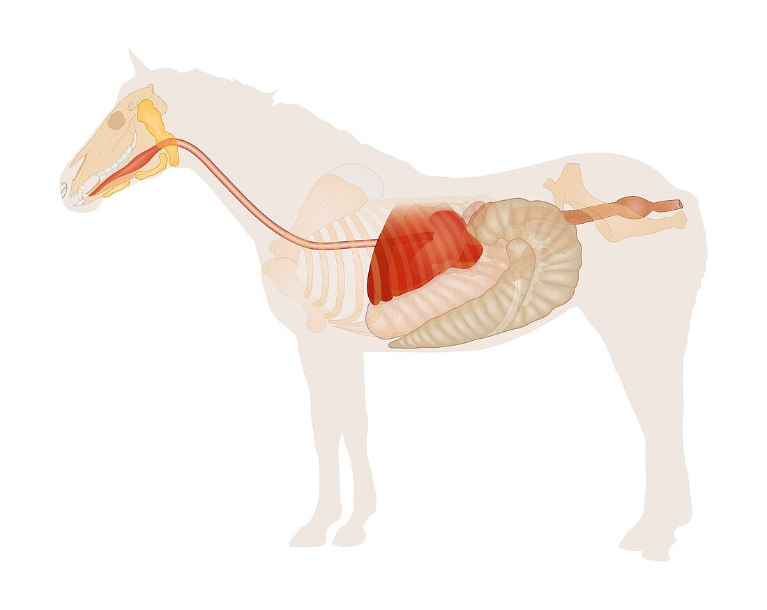 Equine digestive system,illustration