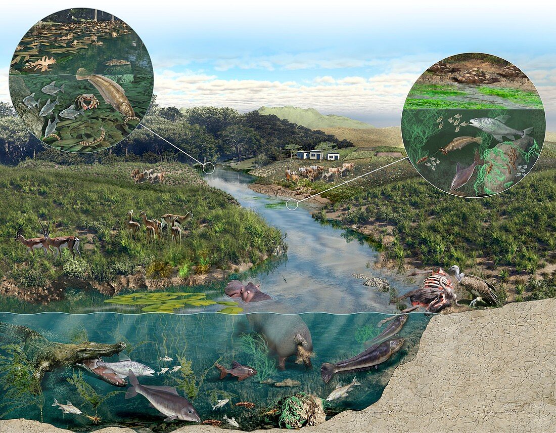 Kenya river basin ecosystem,illustration