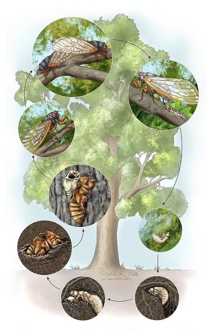 Cicada life cycle,illustration