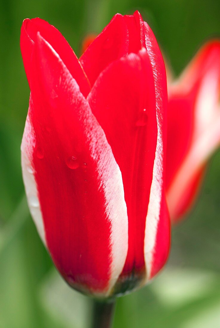 Tulipa 'Pinocchio'