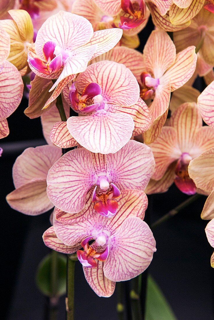 Phalaenopsis 'Crystal Sand'