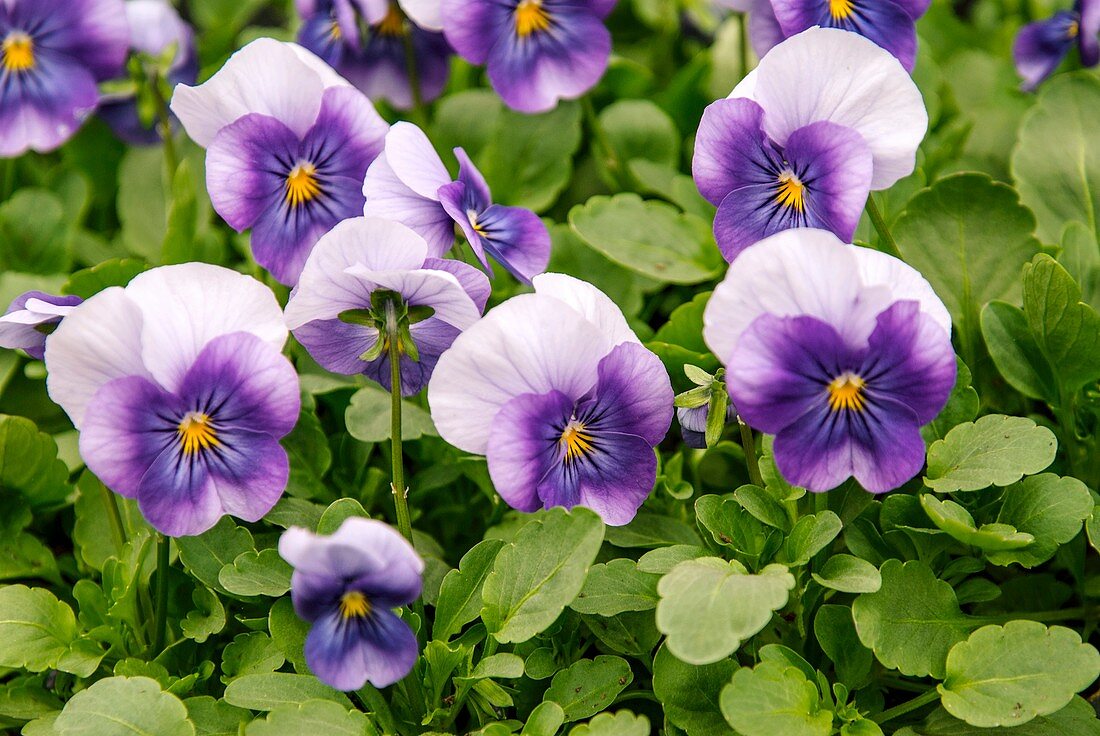 Viola 'Lilac Wing'