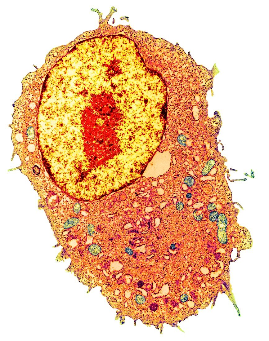 Animal cell,TEM