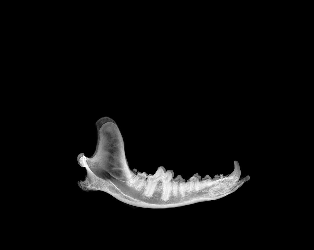 X-ray of a jaw of a Wolf