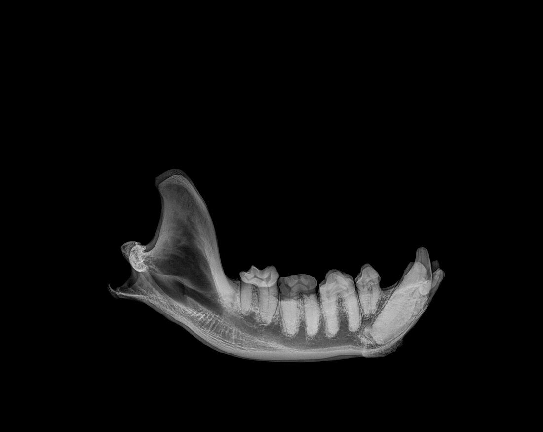 X-ray of a jaw of an Hyena