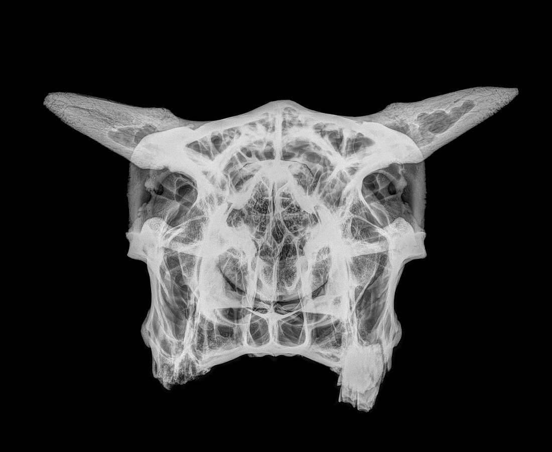 X-ray of a skull of a cow