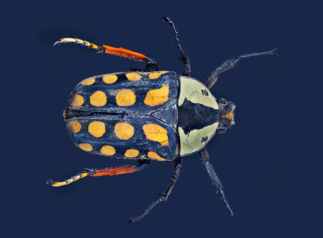 Amaurodes passerini linnei beetle