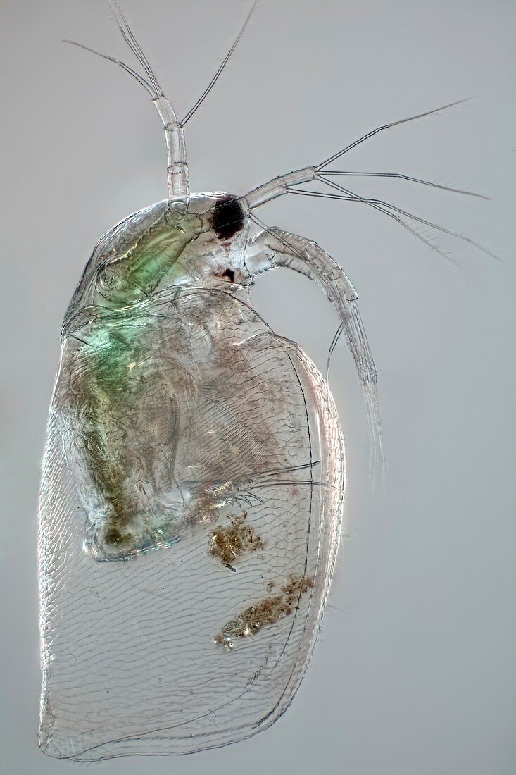 Waterflea antenna,light micrograph