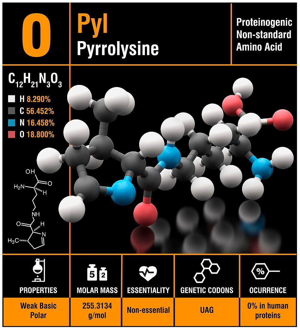 Pyrrolysine amino acid molecule