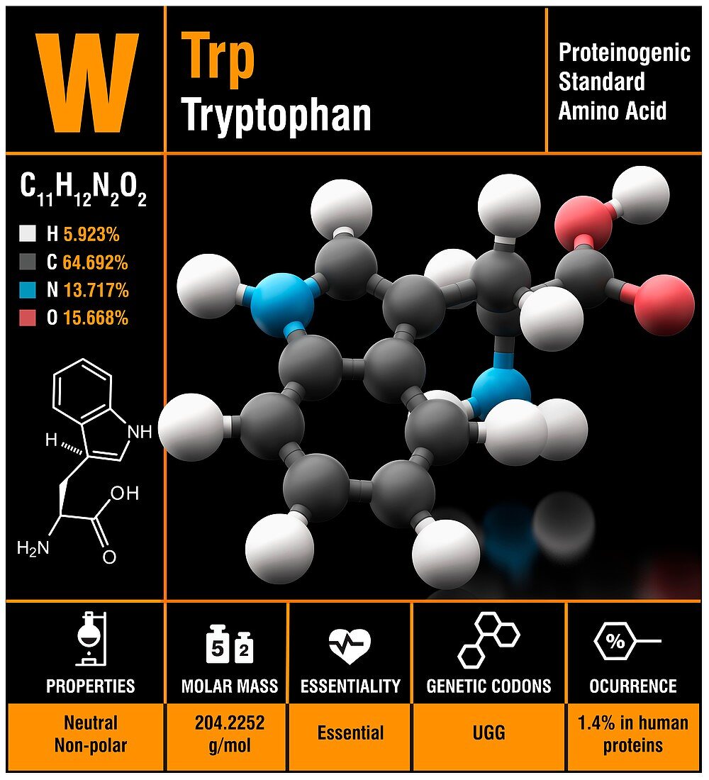 Tryptophan amino acid molecule