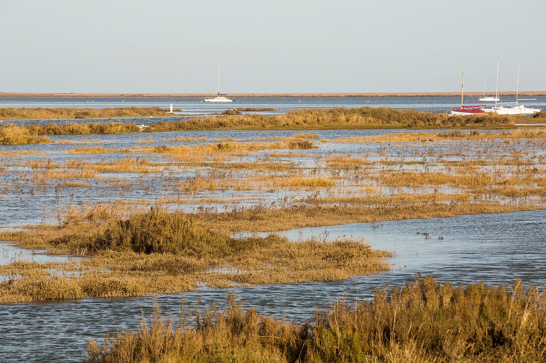 Salt marsh flooded at a high tide