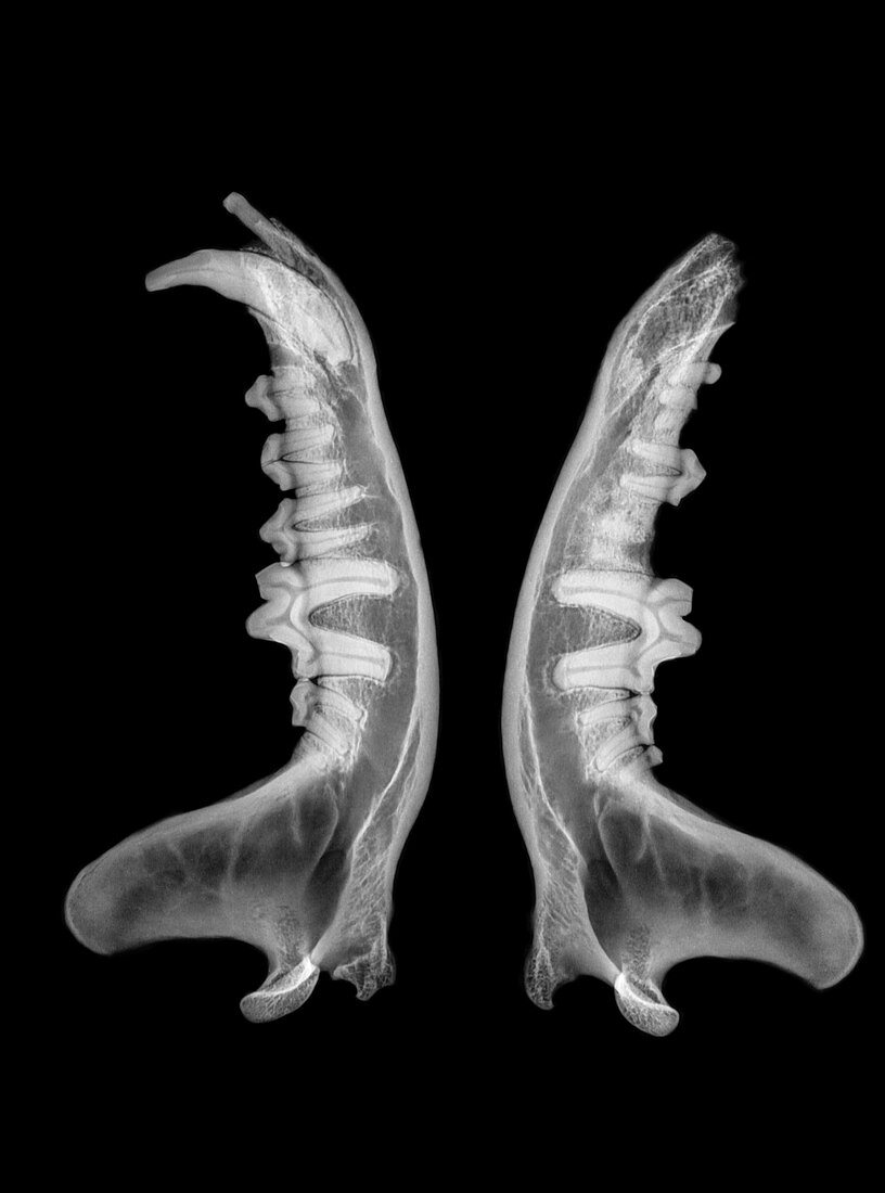X-ray of jaws of a Wolf