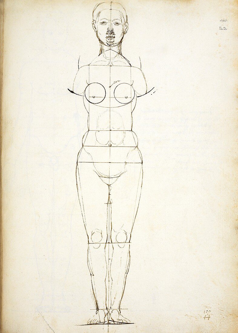 Study in human proportions by Durer