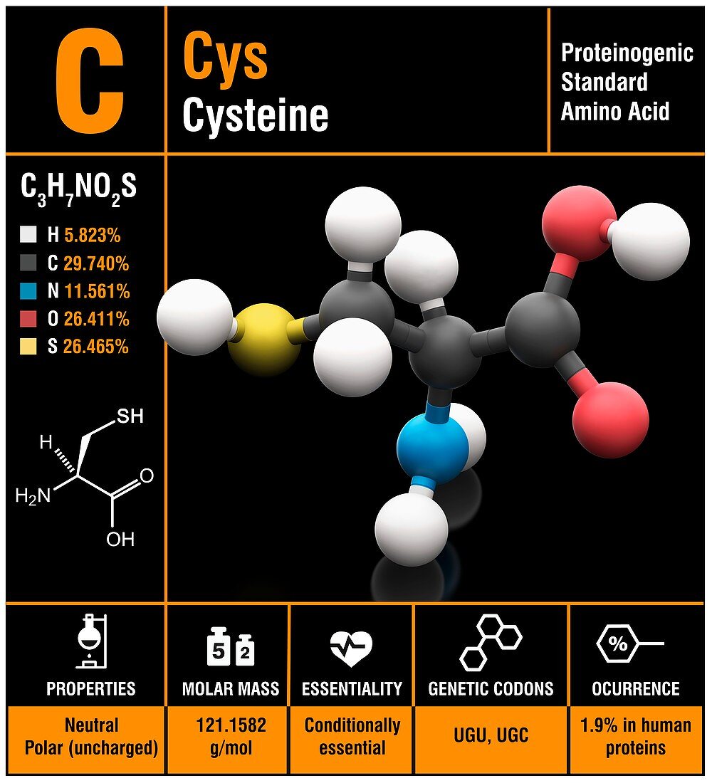 Cysteine amino acid molecule